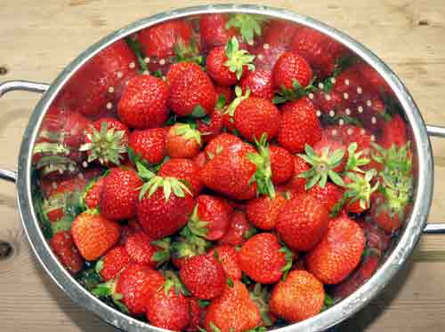 Erdbeeren