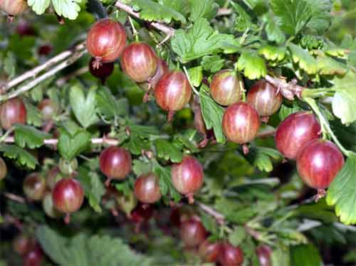 Stachelbeeren