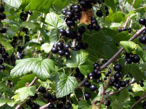 Schwarze Johannisbeeren